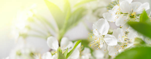 istock macro white cherry blossoms with green leaves. blurred summer background 1318415180