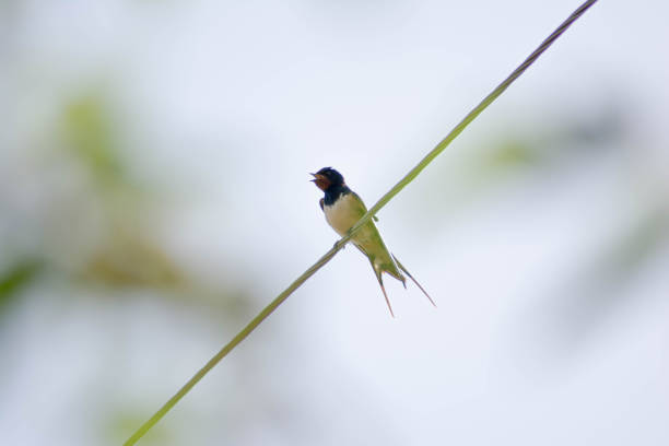 istock Singing swallow on an electric rope 1318415321
