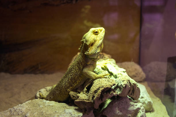 istock Agama lizard. Yellow and green lacertid in animal case. 1318416258