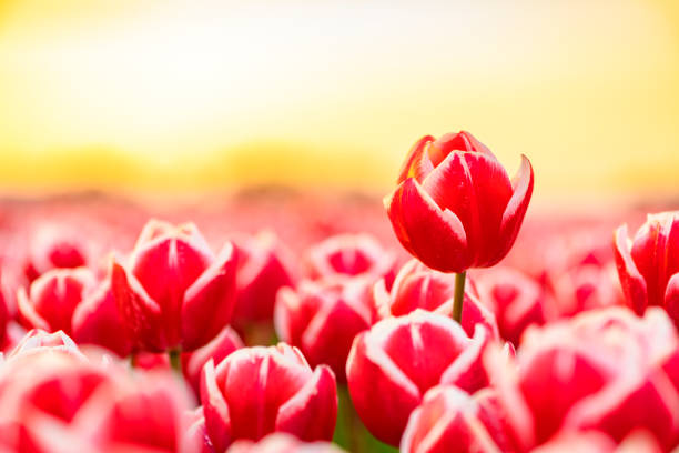 istock Fields of blooming red tulips during sunset in Holland 1318417841