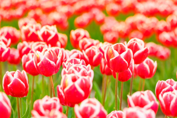 Fields of blooming red tulips during sunset in Holland. The tulips are growing in a field in Flevoland, The Netherlands and are part of Dutch culture in Holland.