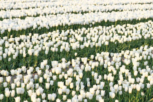 Fields of blooming white tulips during sunset in Holland. The tulips are growing in a field in Flevoland, The Netherlands. Flowers are one of the main export products in the Netherlands, especially tulips and tulip bulbs.