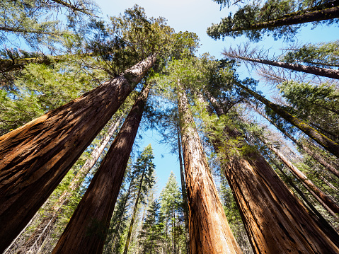 Giant Sequoia Trees In Mariposa Grove, Yosemite National Park 