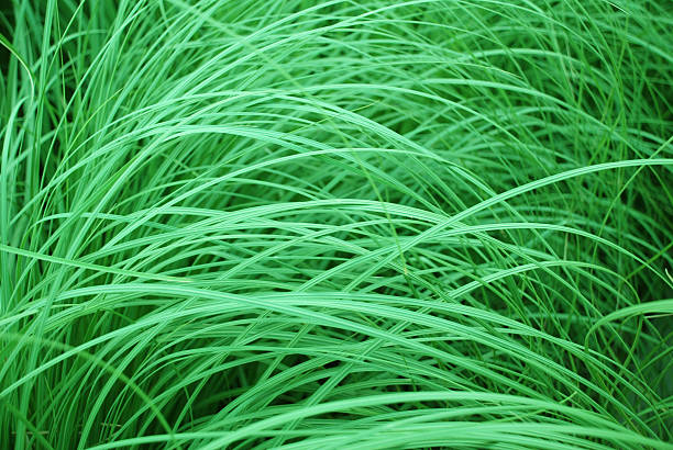 istock Cortaderia selloana 131841959