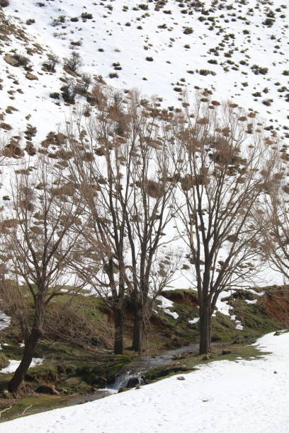 istock snow in Lebanon 1318421836