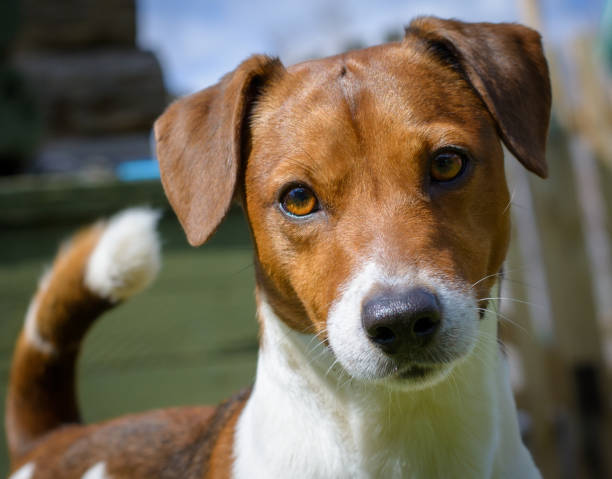 istock Jack Russell Terrier portrait bottom view, hunting terrier close-up. 1318421985