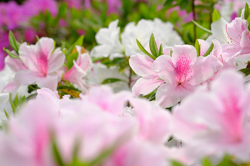 Image material of beautiful pink azalea