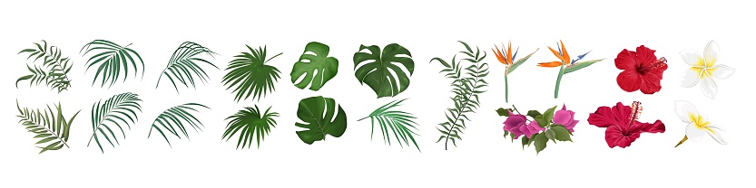 Vector set of tropical flowers and leaves. Hibiscus, monstera, palm leaves, bougainvillea, strelitzia, frangipani. Flowers and leaves on a white background.