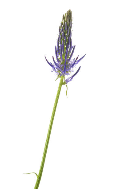 istock Rampion flower isolated 1318422190