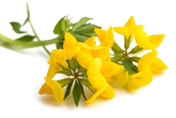 istock Common bird's foot trefoil 1318422258