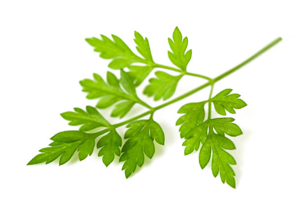 Fresh Chervil sprig Fresh Chervil sprig isolated on white background chervil stock pictures, royalty-free photos & images