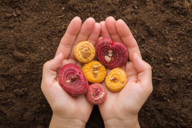 lâmpadas coloridas de flores de gladiolus em palmas de mulheres adultas jovens em solo marrom escuro fresco. closeup. preparação para a estação do jardim na primavera. ponto de vista. vista de cima para baixo. - gladiolus flower bulb planting origins - fotografias e filmes do acervo