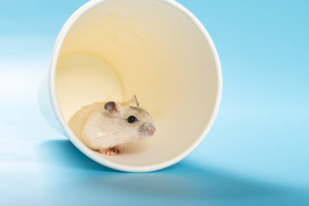 istock a young pet hamster in a cup and looking out 1318423376