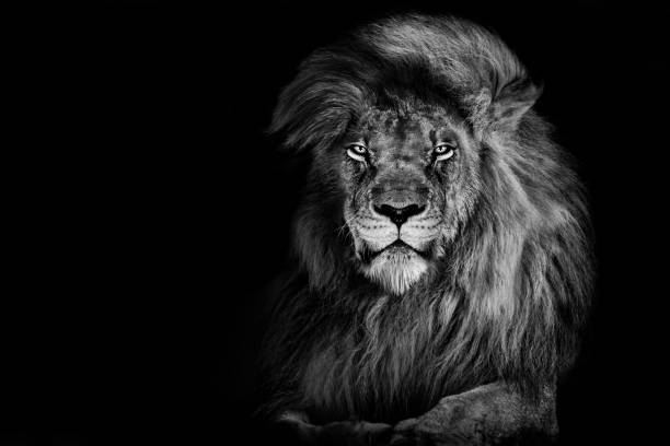 Lion , Portrait Wildlife animal