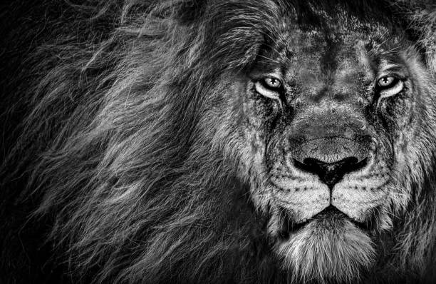 istock Lion , Portrait Wildlife animal 1318423751