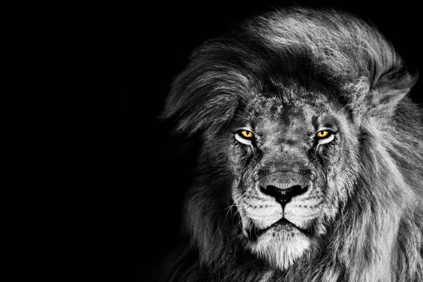 사자, 초상화 야생 동물 - lion king 뉴스 사진 이미지