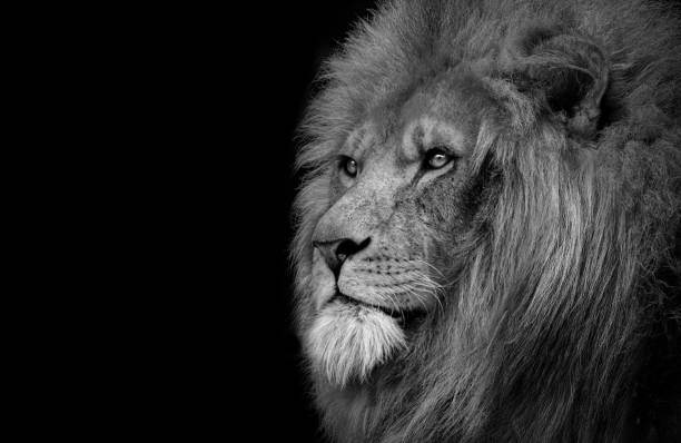istock Lion , Portrait Wildlife animal 1318423762