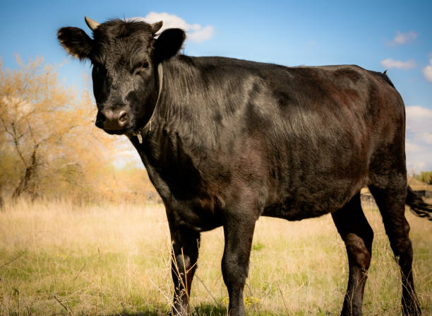 istock A black young bull in a field on yellow grass. 1318423771
