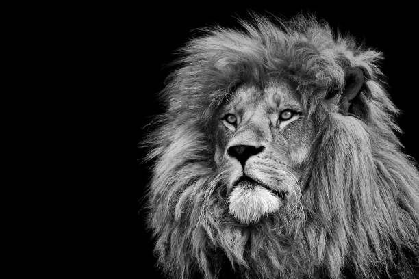 leão , retrato animal da vida selvagem - signo de leão - fotografias e filmes do acervo
