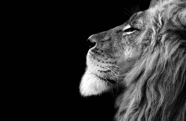 4 500+ Lion Noir Et Blanc Photos, taleaux et images libre de droits ...