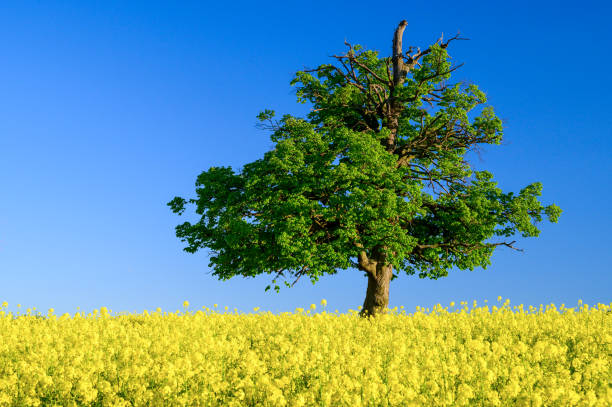 uma árvore solitária em um belo campo de flores. - oak tree tree grass hdr - fotografias e filmes do acervo