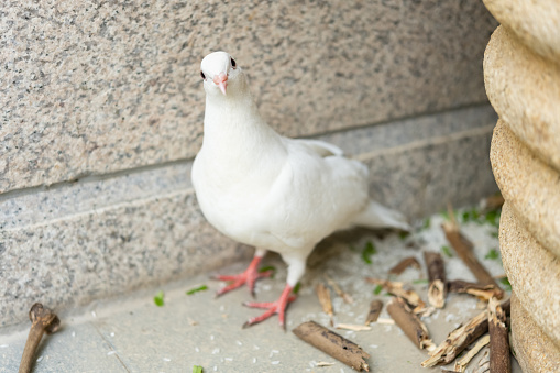 a domestic white pigeon standing on the floor horizontal composition