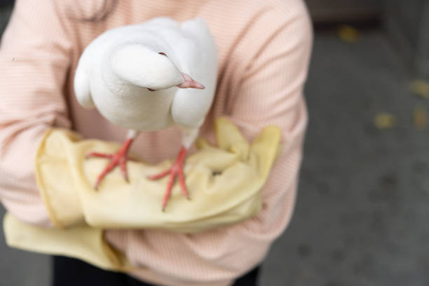 Wild young falcon on trainer glove isolated