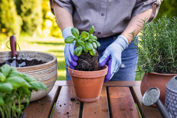 Planting basil herb in garden Woman planting basil plant into flower pot on table in garden. Gardening in spring rosemary seedlings stock pictures, royalty-free photos & images