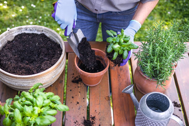 woman planting basil herb into flower pot - gardening vegetable garden action planting imagens e fotografias de stock