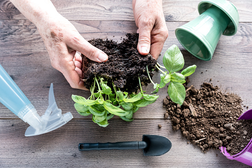 Close-up Senior Woman Hands Planting Fresh Organic Basil in Pot - Gardening Concept