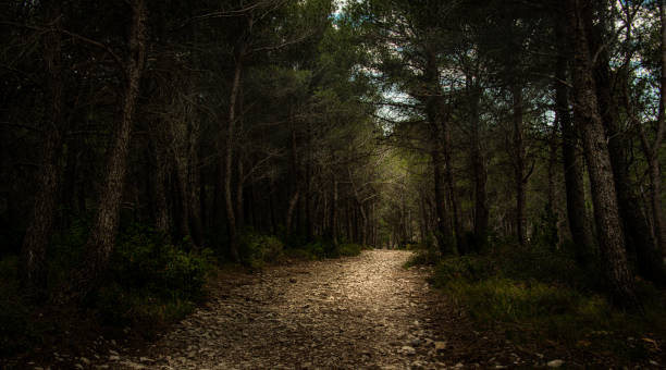 19,700+ Dark Woods Path Stock Photos, Pictures & Royalty ...