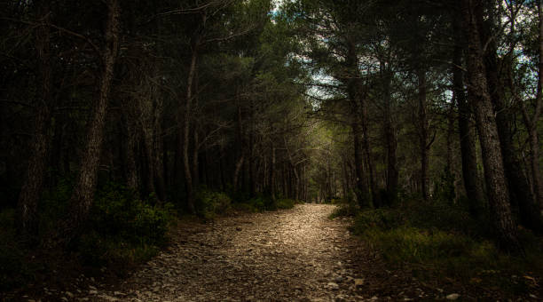 piękna leśna ścieżka w alpilles, prowansalskiej francji, sosnowy krajobraz drewna. - wood woods dirt road footpath zdjęcia i obrazy z banku zdjęć