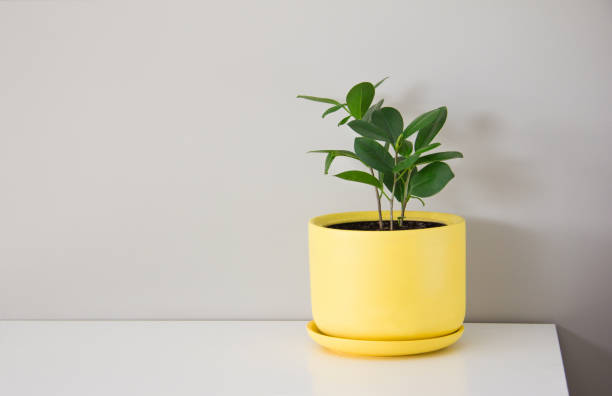 istock Ficus flower in a yellow flower pot 1318428132