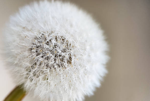 istock Dandelion blowball with water drops over brown background. 1318429330