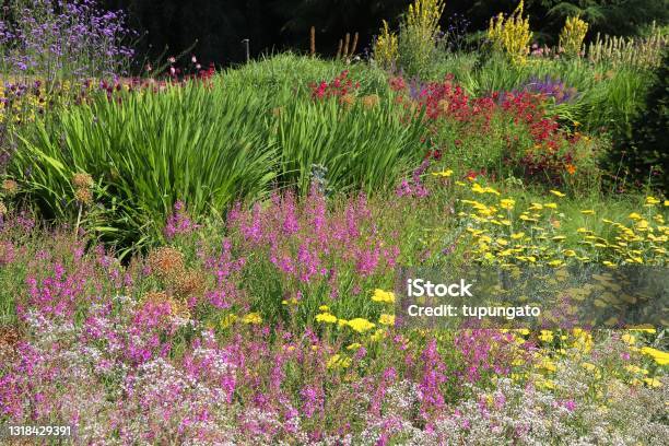 Flowering Plants In Kew Gardens Stock Photo - Download Image Now - Kew Gardens, London - England, Botanical Garden