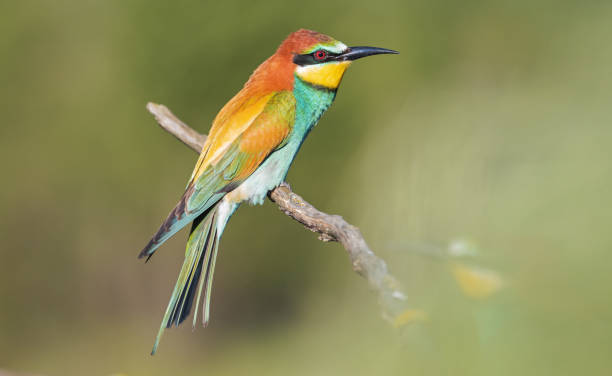 istock bird of paradise in beautiful greenery on a spring morning 1318429461