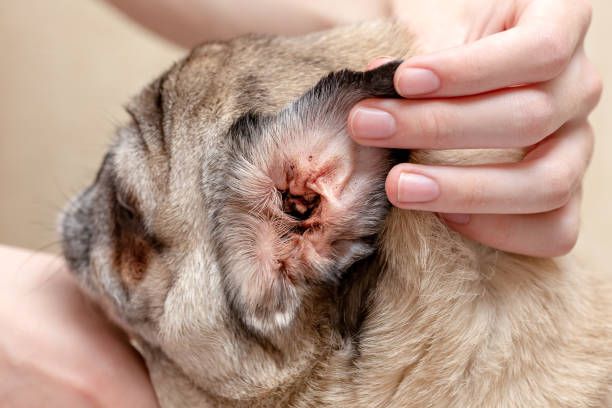 oreja de perro afectada por un ácaro del oído. - grooming dog pets brushing fotografías e imágenes de stock