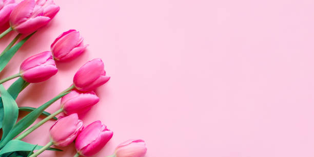 istock Fresh tulip flowers on a pink background. 1318429871