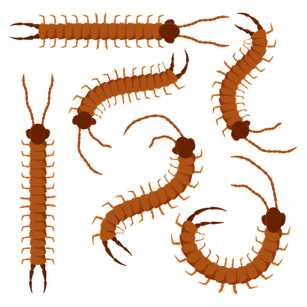 ilustrações, clipart, desenhos animados e ícones de insetos de desenho animado de vetores centipede se isolaram em um fundo branco. - centipede poisonous organism toxic substance insect