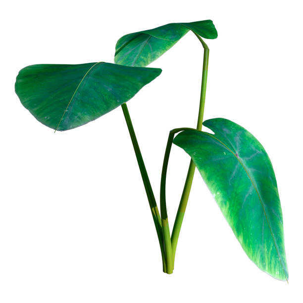 istock 3D illustration Colocasia plant on white 1318432264