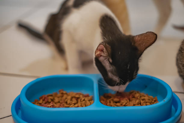 510+ Makanan Kucing Foto Stok, Potret, & Gambar Bebas Royalti - iStock