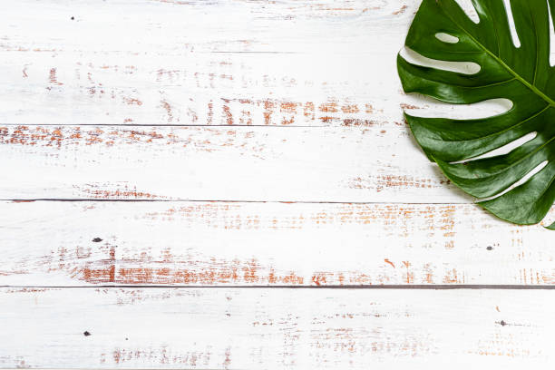 istock Monstera leaf with copy space on a white painted wooden table 1318433532