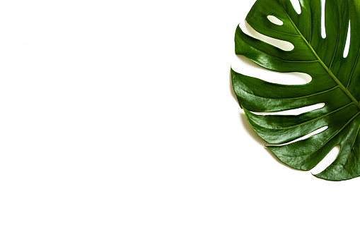 Top view of a monstera leaf on white background. The leaf is at the top right corner leaving a useful copy space at the left and at the bottom of the image.