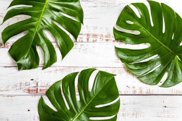 istock Three monstera leaves with copy space on a white painted wooden table 1318433538