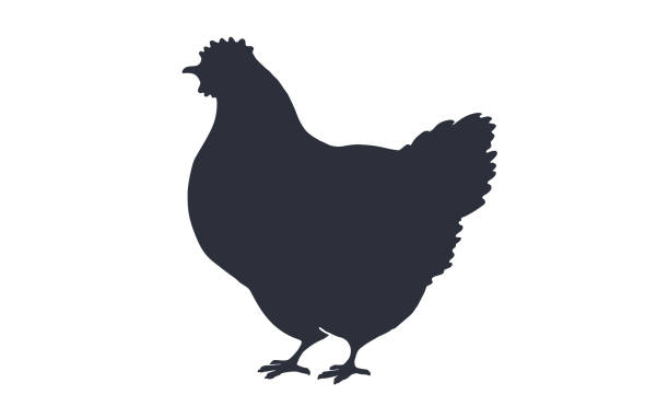 курица, курица. черный белый силуэт курицы, курица - chicken silhouette animal rooster stock illustrations