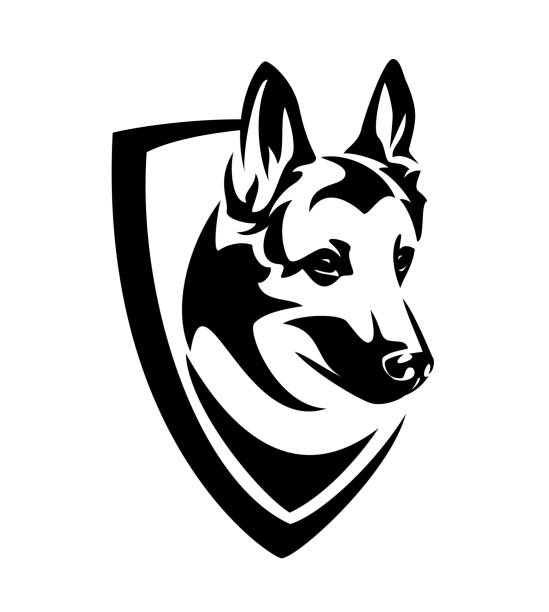 illustrazioni stock, clip art, cartoni animati e icone di tendenza di malinois pastore testa in scudo araldico emblema vettore bianco e nero - belgian shepherd