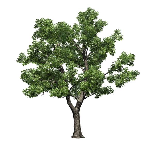 Green Ash tree - isolated on white background Green Ash tree - isolated on white background - 3D Illustration ash tree stock pictures, royalty-free photos & images