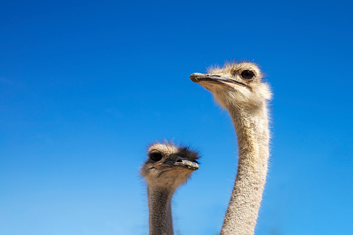 Head of a funny curious ostrich against the background of a clear sky.