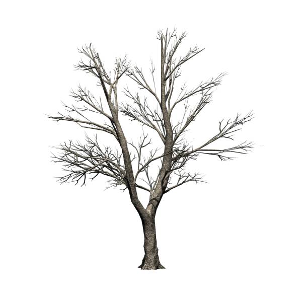 istock Green Ash tree in winter - isolated on white background 1318434221