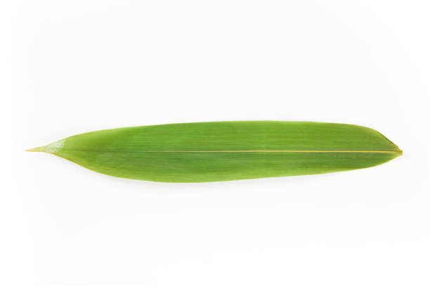 istock a fresh bamboo leaf isolated on white background,rice dumpling ingredient 1318435162
